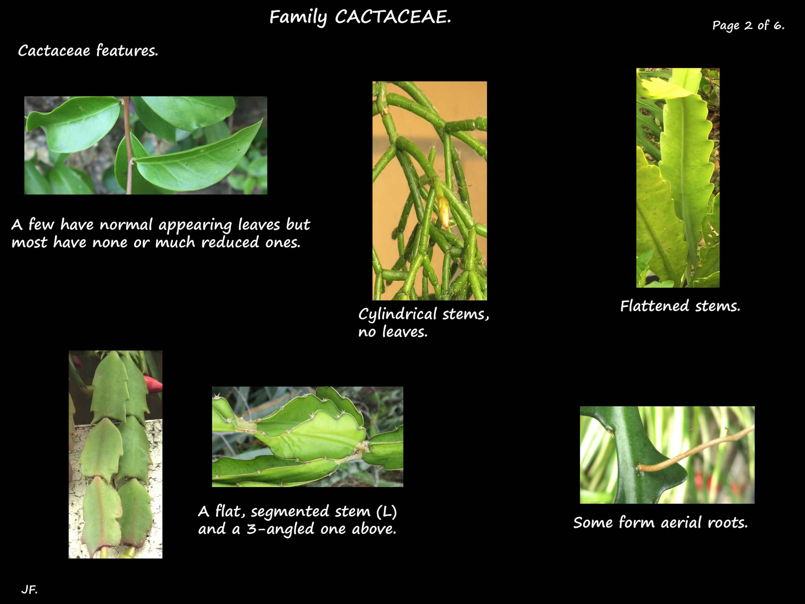2 Cactaceae leaves